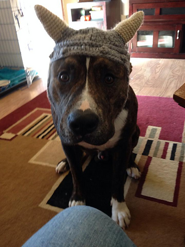 Dog Viking Hat