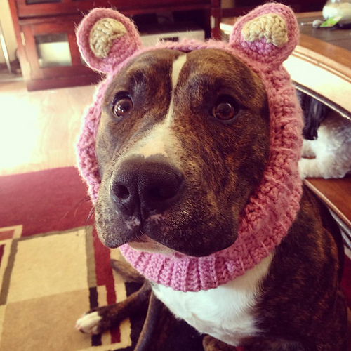 Pig Ears Neck Warmer