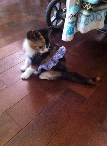 Cat/dog tutu