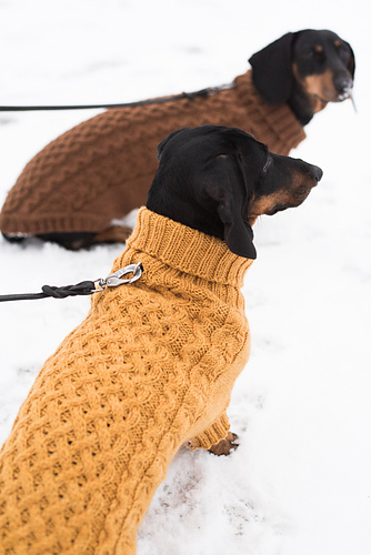Cabled dog sweater