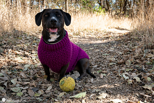 Stellar Dog Sweater