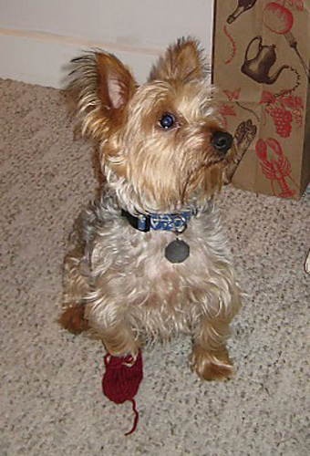 Paw Socks