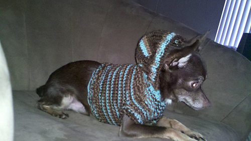 Chihuahua Hoodie